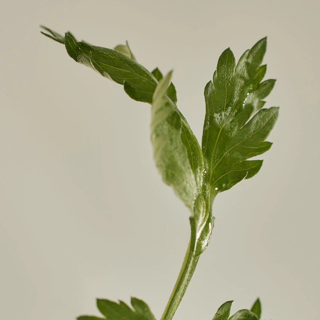 Matte Sun Stick: Mugwort + Camelia SPF50 PA++++