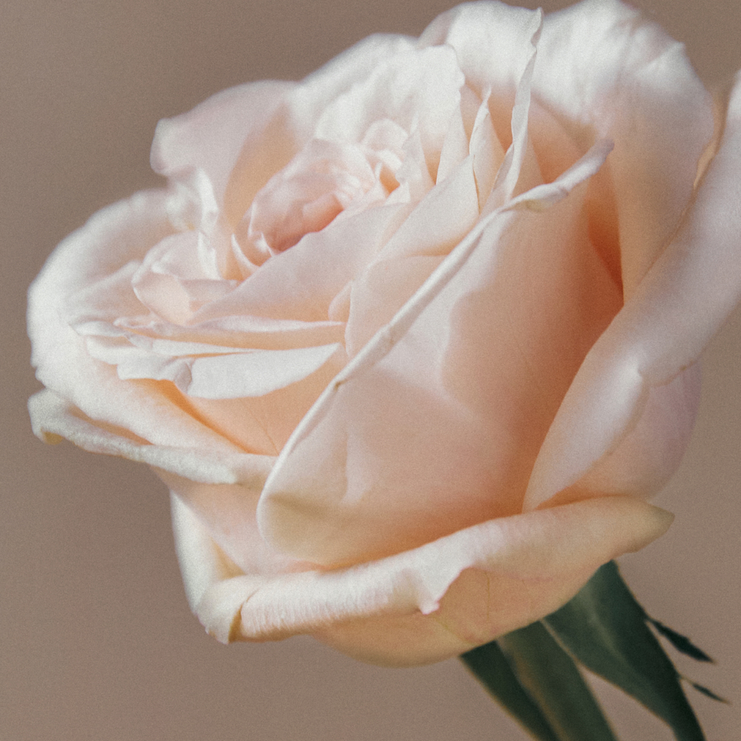 AROMATICA Reviving Rose Infusion Serum