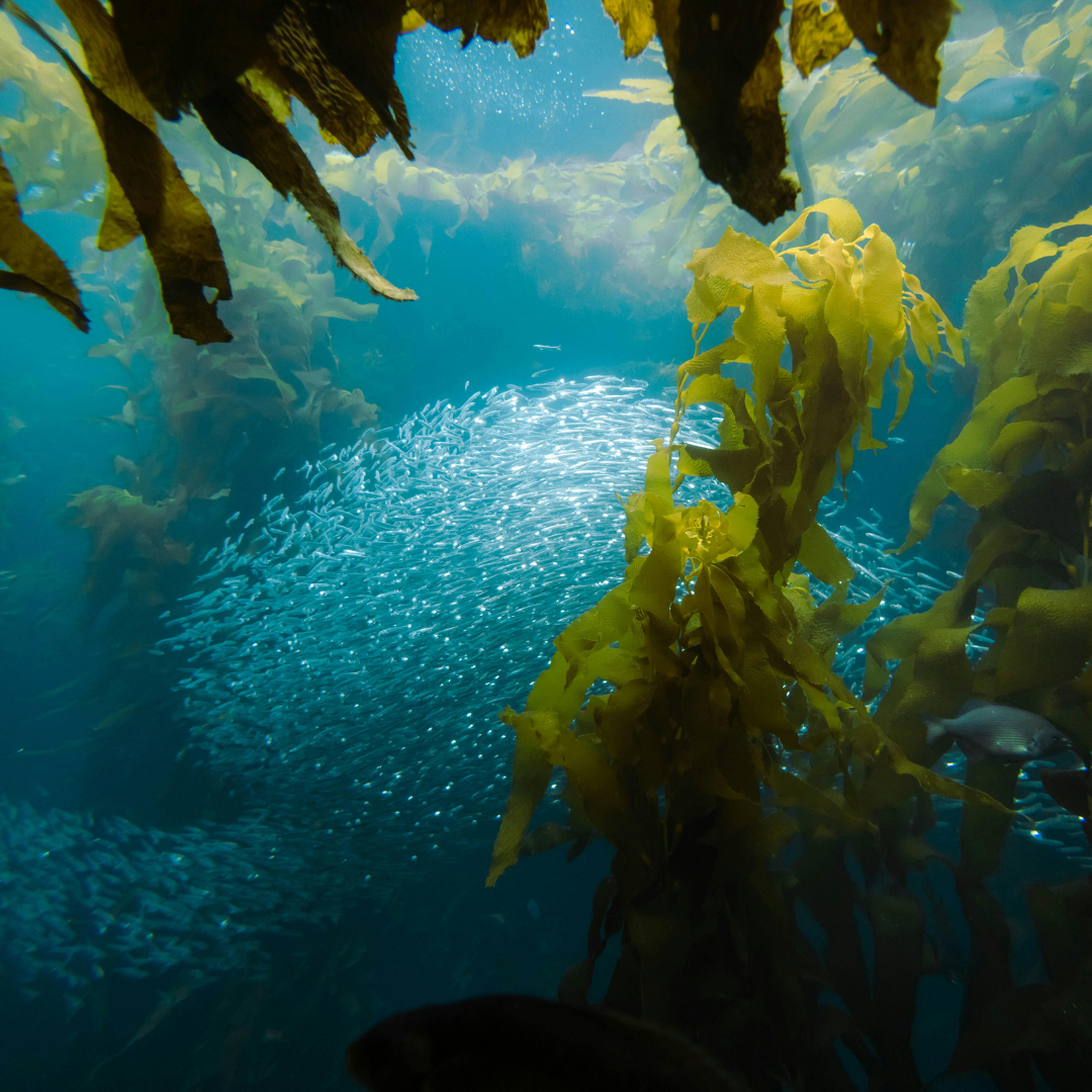 Algae Therapy No-Wash Treatment