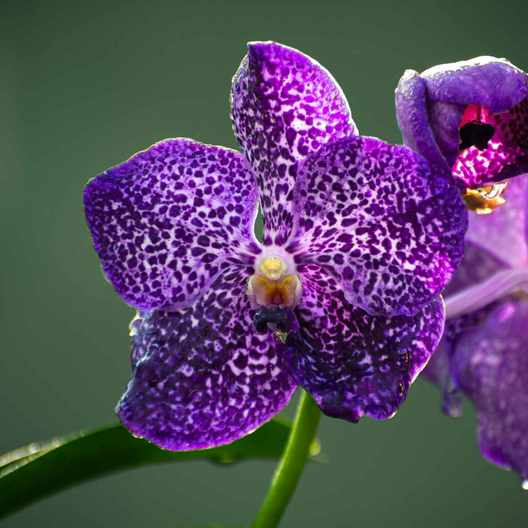 Jeju Orchid Eye Cream